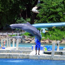 Dolphin Cove Tour Ocho Rios Jamaica